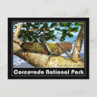 Riese Brown Cricket, Nationalpark Corcovado