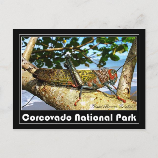 Riese Brown Cricket, Nationalpark Corcovado Postkarte (Vorderseite)