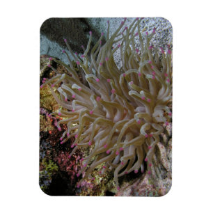 Riese Rosa-gespitzter Anemonen-Magnet Magnet