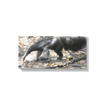 Riesen-Ameisenbär in Südamerika