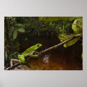 Riesen-Blattfrosch (Phyllomedusa bicolor) 2 Poster