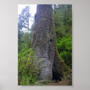 Riesen-Fichtenbaum, Cape Perpetua, OR Poster