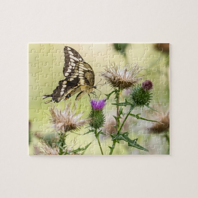 Riesen-Frack-Butterfly (Horizontal)