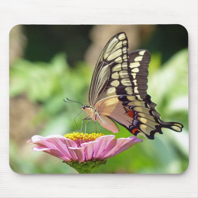 Riesen-Frack-Butterfly Mousepad (Vorne)