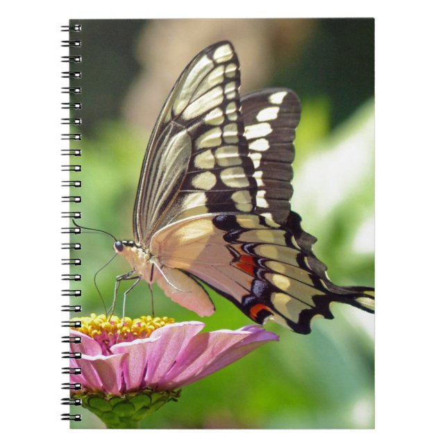 Riesen-Frack-Butterfly Notizblock (Vorderseite)
