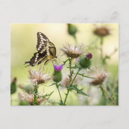 Riesen-Frack-Butterfly Postkarte