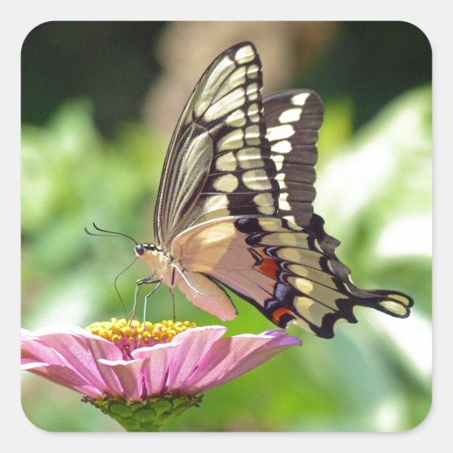 Riesen-Frack-Butterfly Quadratischer Aufkleber (Vorderseite)