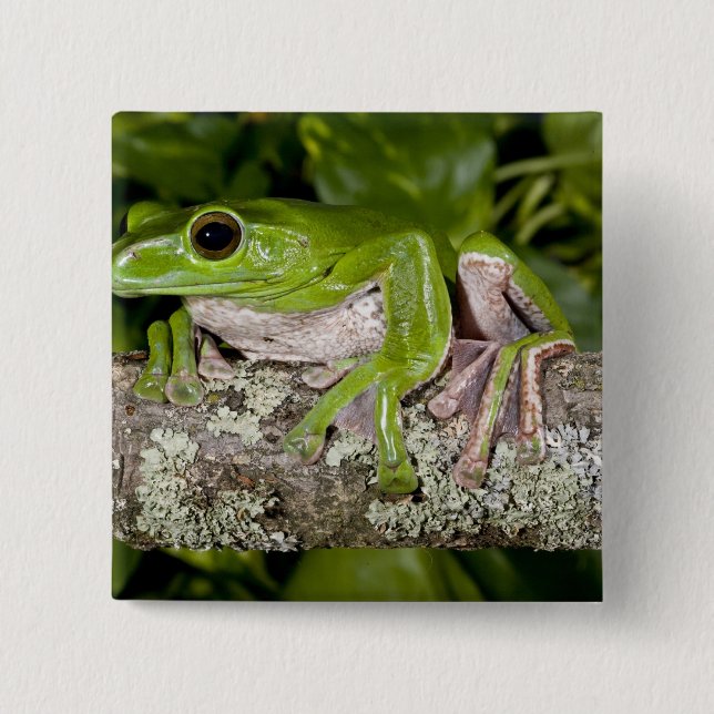 Riesen-Gleitfrosch, Polypedates dennysi ssp, Button (Vorderseite)
