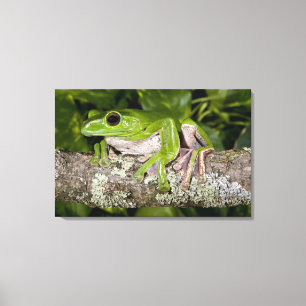 Riesen-Gleitfrosch, Polypedates dennysi ssp, Leinwanddruck