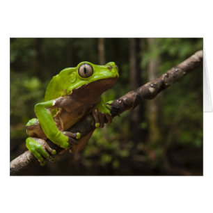 Riesen-Laubfrosch Phyllomedusa bicolor)