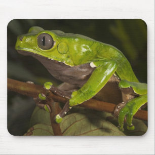 Riesen-Laubfrosch Phyllomedusa bicolor) 3 Mousepad