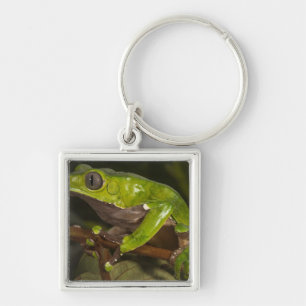 Riesen-Laubfrosch Phyllomedusa bicolor) 3 Schlüsselanhänger