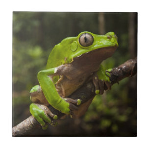 Riesen-Laubfrosch Phyllomedusa bicolor) Fliese