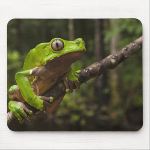 Riesen-Laubfrosch Phyllomedusa bicolor) Mousepad