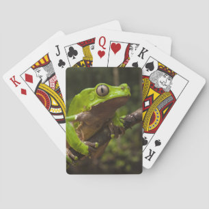 Riesen-Laubfrosch Phyllomedusa bicolor) Spielkarten