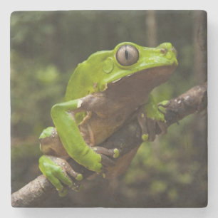 Riesen-Laubfrosch Phyllomedusa bicolor) Steinuntersetzer