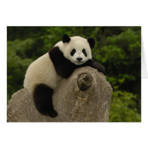 Riesen-Panda-Baby
