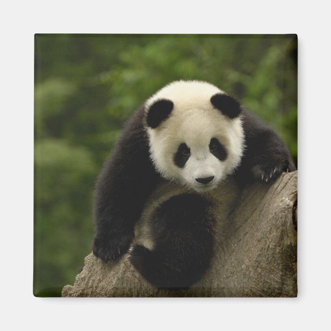 Riesen-Panda-Baby Magnet (Vorne)
