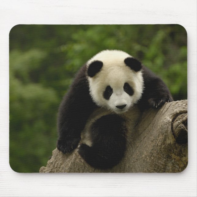 Riesen-Panda-Baby Mousepad (Vorne)