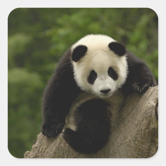 Riesen-Panda-Baby Quadratischer Aufkleber (Vorderseite)