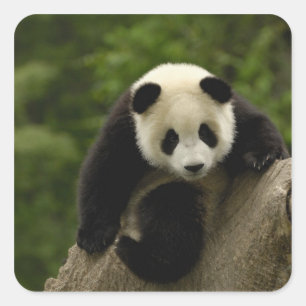 Riesen-Panda-Baby Quadratischer Aufkleber