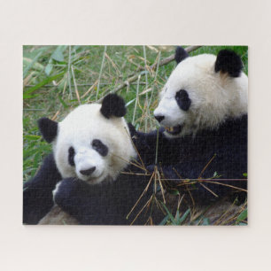 Riesen-Panda-Bears essen Bambus und spielen