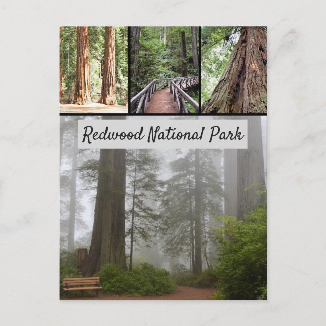 Riesen-Redwood-Nationalpark Sequoia Trees Postkarte (Vorderseite)