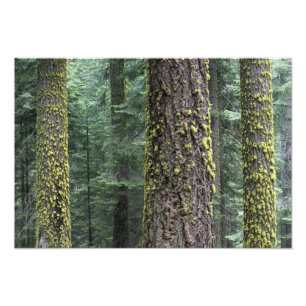 Riesen-Sequoia-Bäume im Wald, Sequoia und Fotodruck