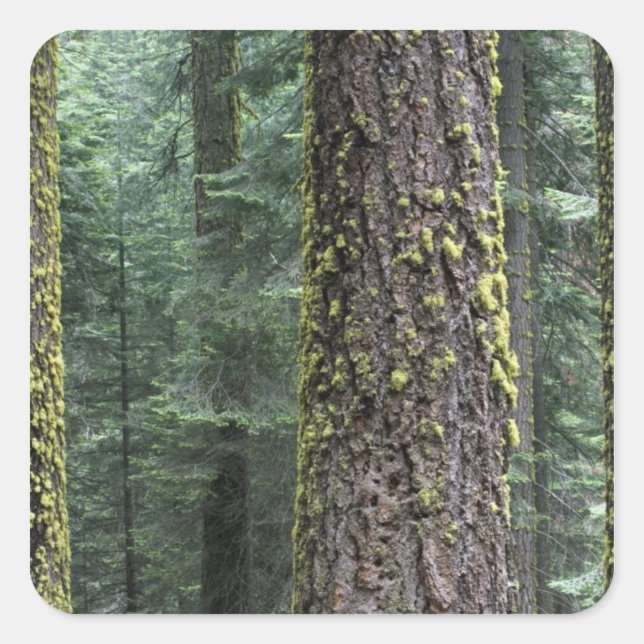 Riesen-Sequoia-Bäume im Wald, Sequoia und Quadratischer Aufkleber (Vorderseite)