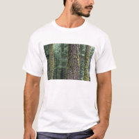 Riesen-Sequoia-Bäume im Wald, Sequoia und