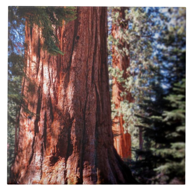 Riesen-Sequoia-Foto Fliese (Vorderseite)