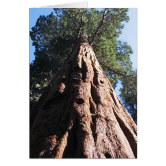 Riesen-Sequoia-Nationalpark Sequoia