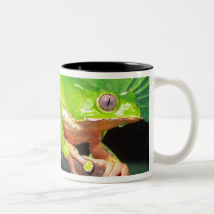 Riesen-Zweifarben-Affen-Laubfrosch, Phyllomedusa Zweifarbige Tasse