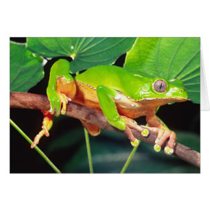Riesen-Zweifarbiger-Affen-Laubfrosch, Phyllomedusa