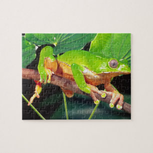Riesen-Zweifarbiger-Affen-Laubfrosch, Phyllomedusa