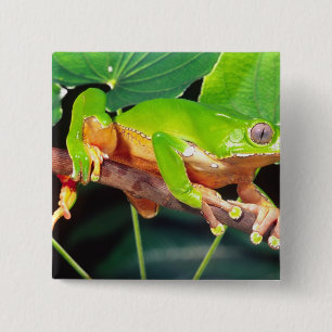 Riesen-Zweifarbiger-Affen-Laubfrosch, Phyllomedusa Button