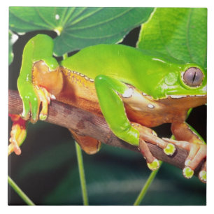 Riesen-Zweifarbiger-Affen-Laubfrosch, Phyllomedusa Fliese