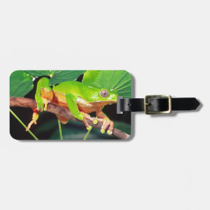 Riesen-Zweifarbiger-Affen-Laubfrosch, Phyllomedusa Gepäckanhänger