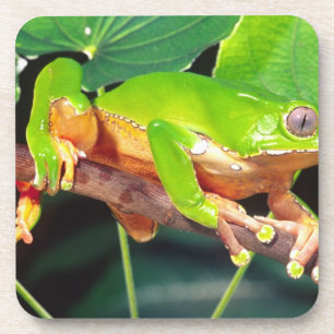 Riesen-Zweifarbiger-Affen-Laubfrosch, Phyllomedusa Getränkeuntersetzer