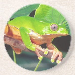 Riesen-Zweifarbiger-Affen-Laubfrosch, Phyllomedusa Getränkeuntersetzer