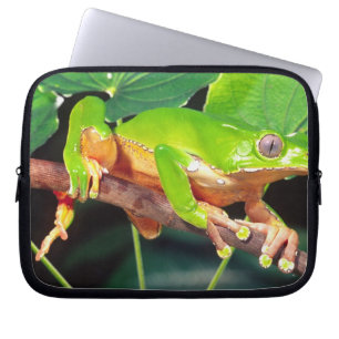 Riesen-Zweifarbiger-Affen-Laubfrosch, Phyllomedusa Laptopschutzhülle