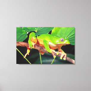 Riesen-Zweifarbiger-Affen-Laubfrosch, Phyllomedusa Leinwanddruck