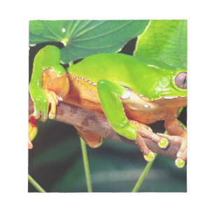 Riesen-Zweifarbiger-Affen-Laubfrosch, Phyllomedusa Notizblock