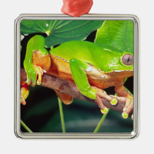 Riesen-Zweifarbiger-Affen-Laubfrosch, Phyllomedusa Silbernes Ornament