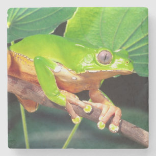 Riesen-Zweifarbiger-Affen-Laubfrosch, Phyllomedusa Steinuntersetzer