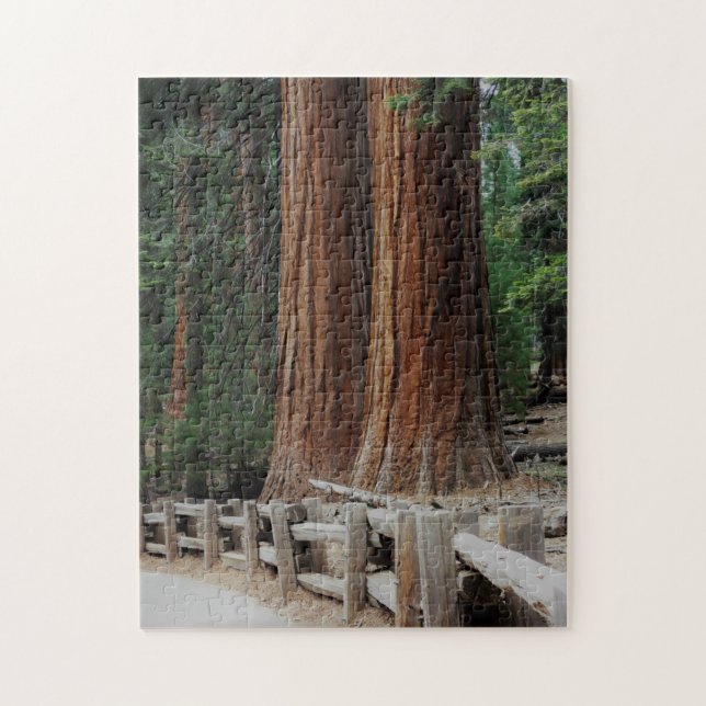 Riesenbäume im Sequoia/Kings Canyon Nationalpark (Vertikal)