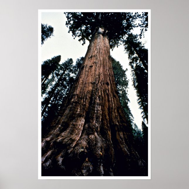 Riesenbäume - Sequoia-Nationalpark Poster (Vorne)