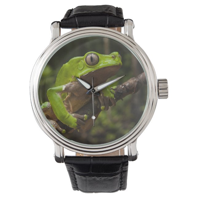 Riesenblätterfrosch Phyllomedusa bicolor) Armbanduhr (Vorderseite)