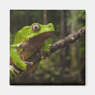Riesenblätterfrosch Phyllomedusa bicolor) Magnet