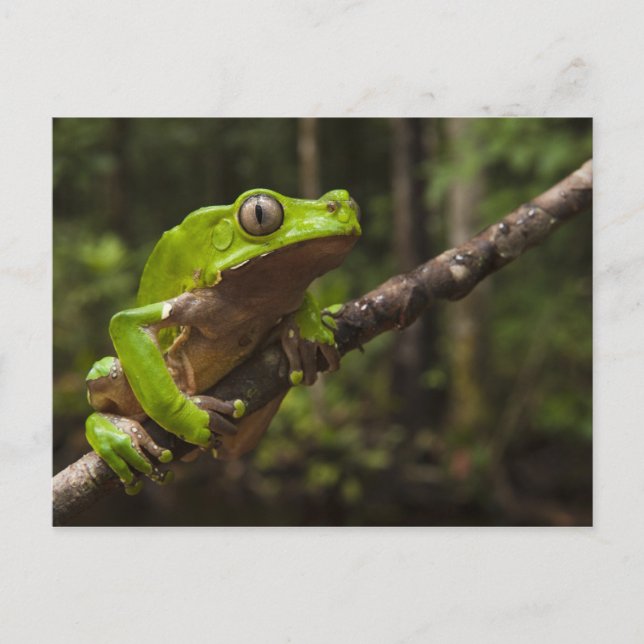 Riesenblätterfrosch Phyllomedusa bicolor) Postkarte (Vorderseite)